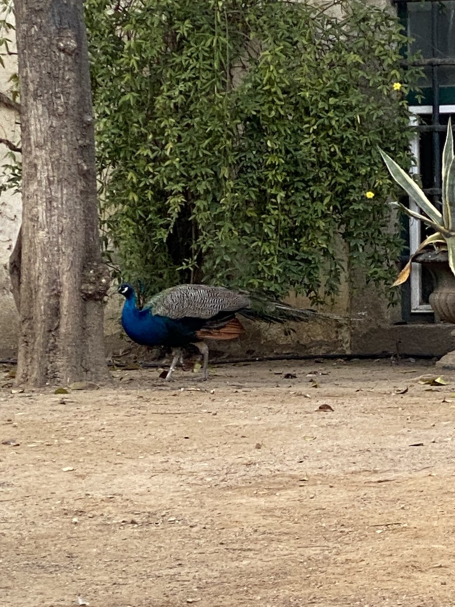 Indian Peafowl - ML614391633