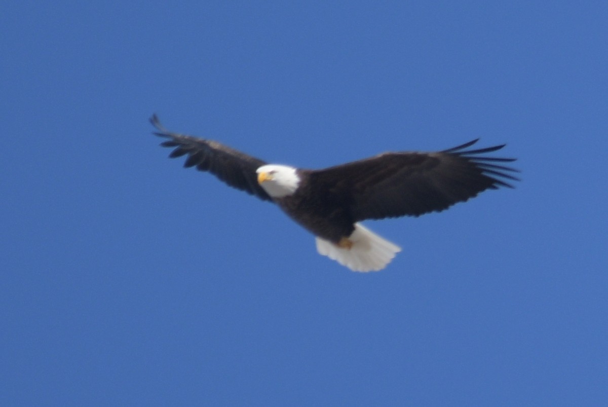 Bald Eagle - Alan and Debbie Dickinson