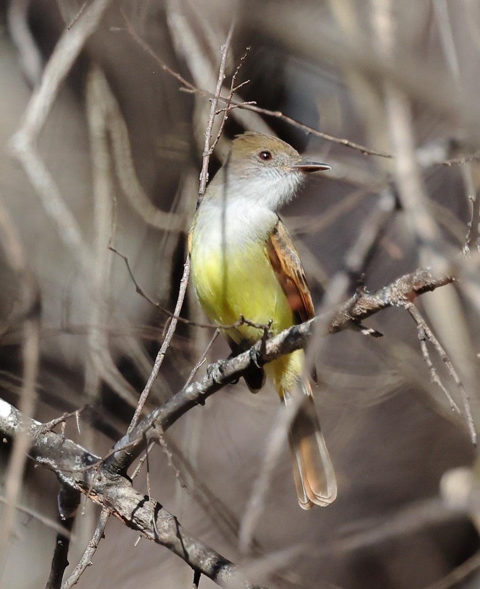 Dusky-capped Flycatcher - ML614391662