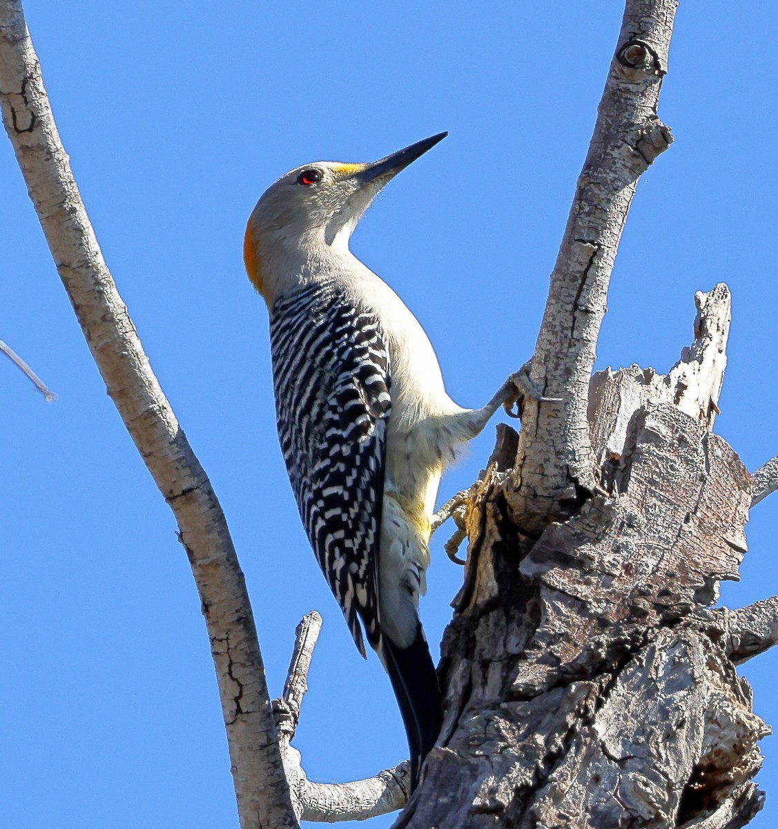 Golden-fronted Woodpecker - Charlie Trapani