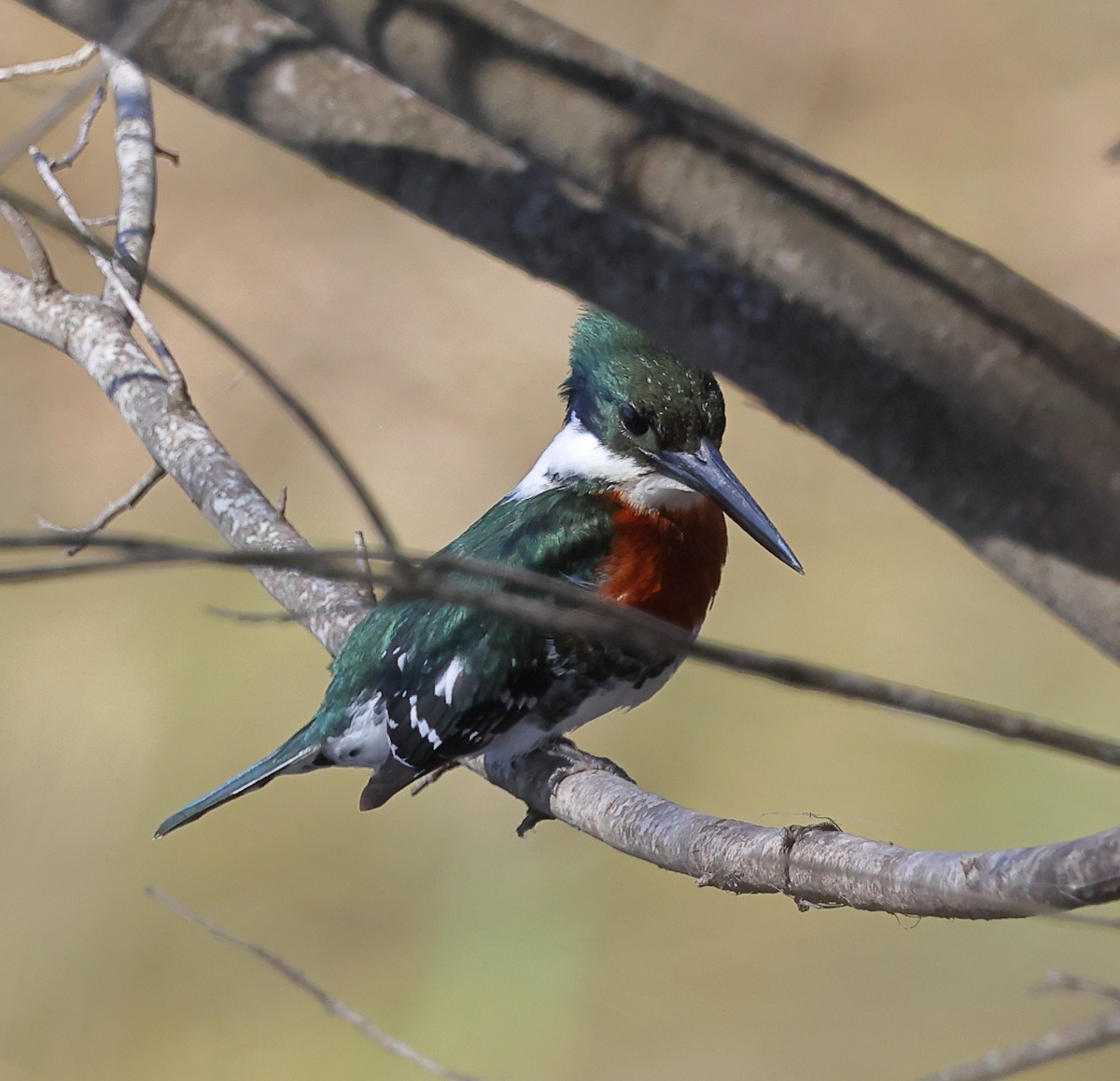 Green Kingfisher - Charlie Trapani