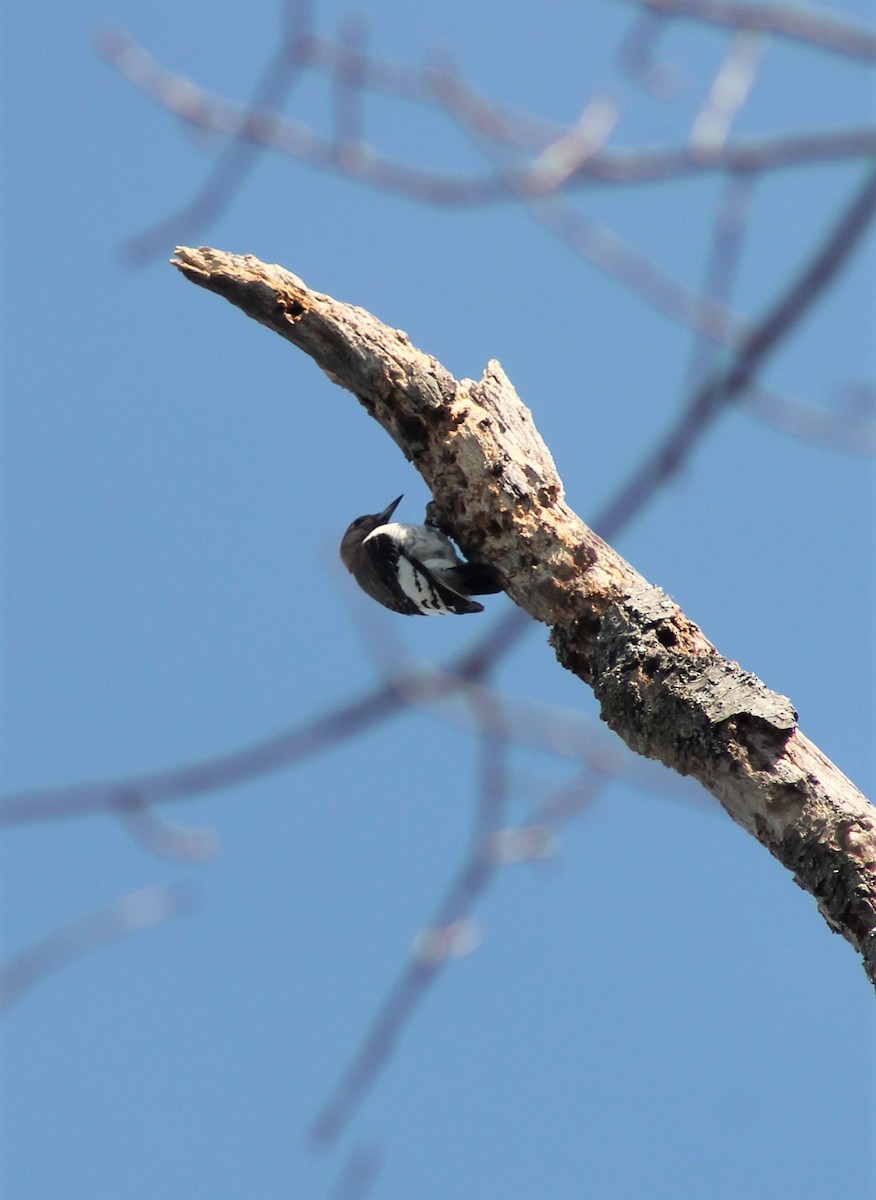 Red-headed Woodpecker - ML614391696