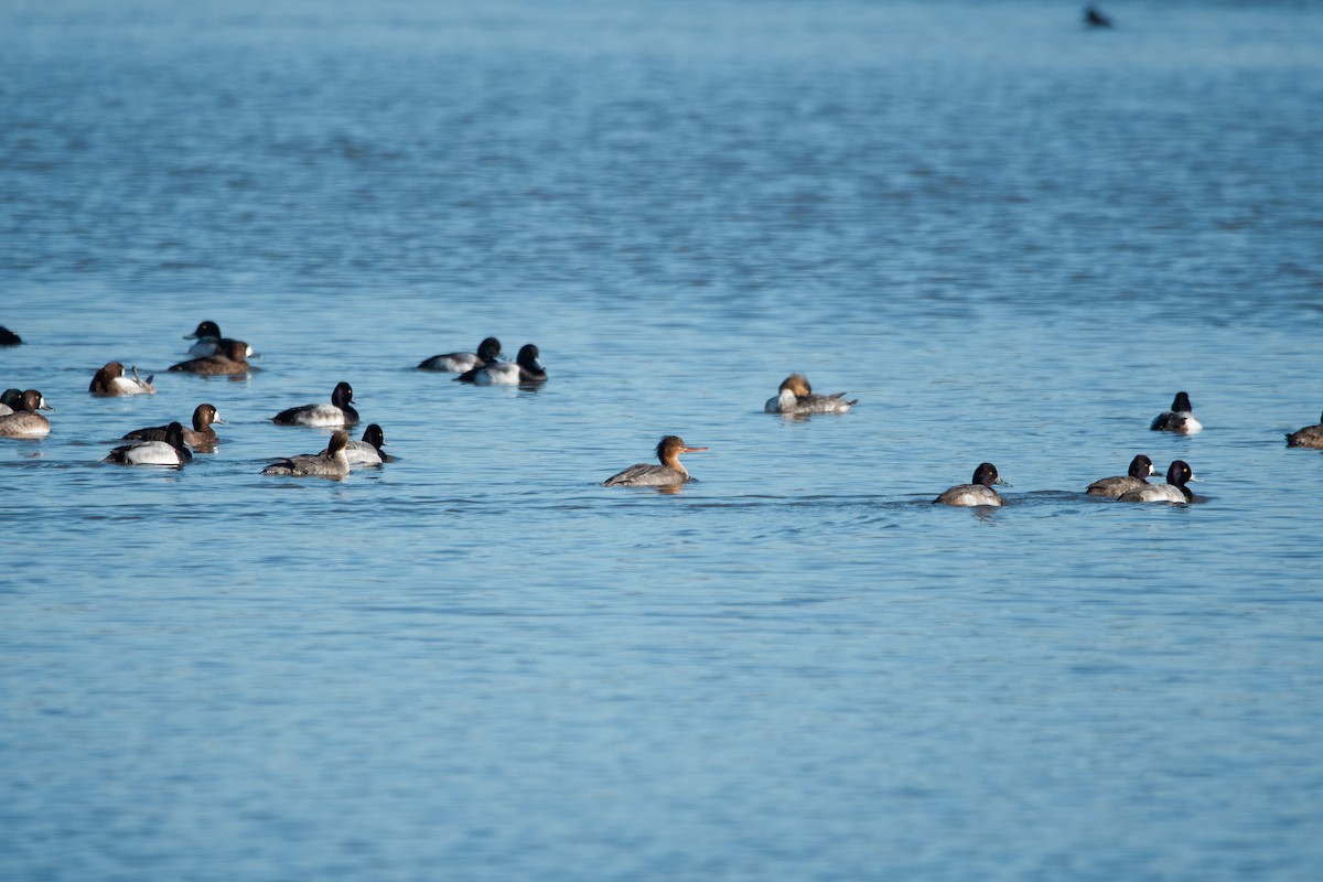 Lesser Scaup - ML614391727