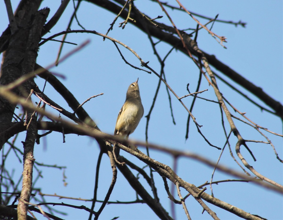 Ruby-crowned Kinglet - ML614391759