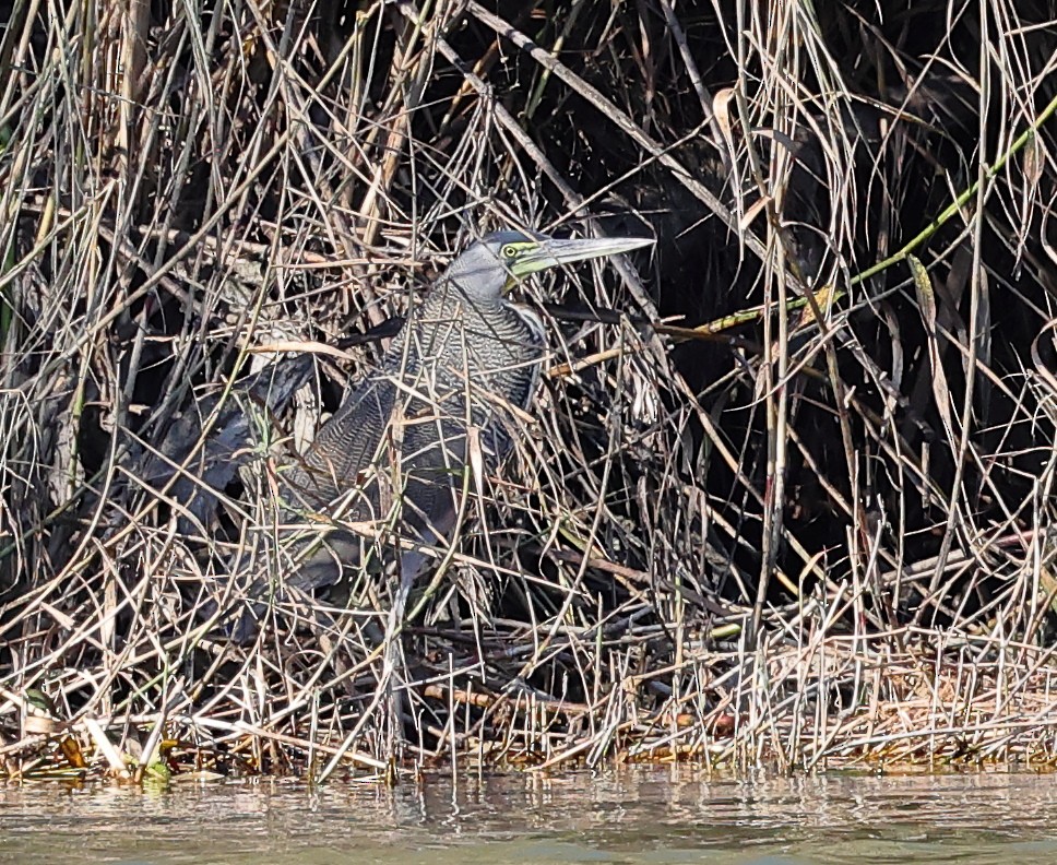 Bare-throated Tiger-Heron - ML614391774