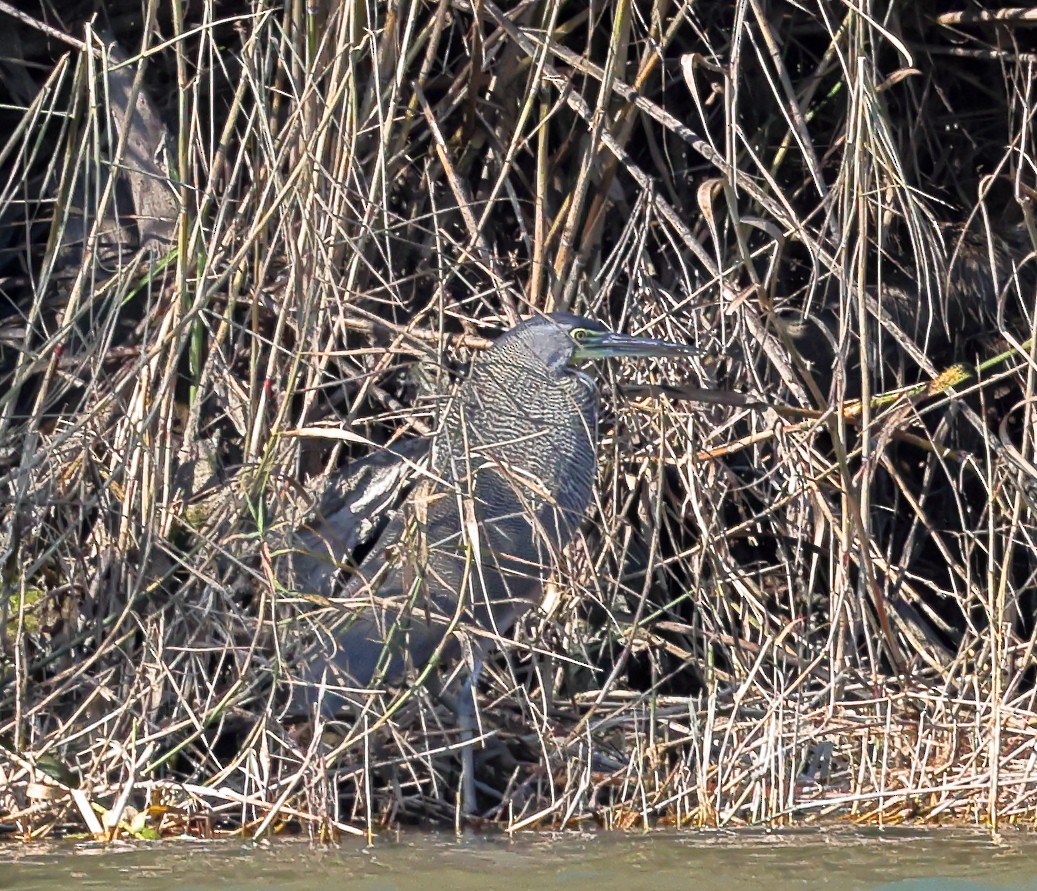 Bare-throated Tiger-Heron - ML614391775