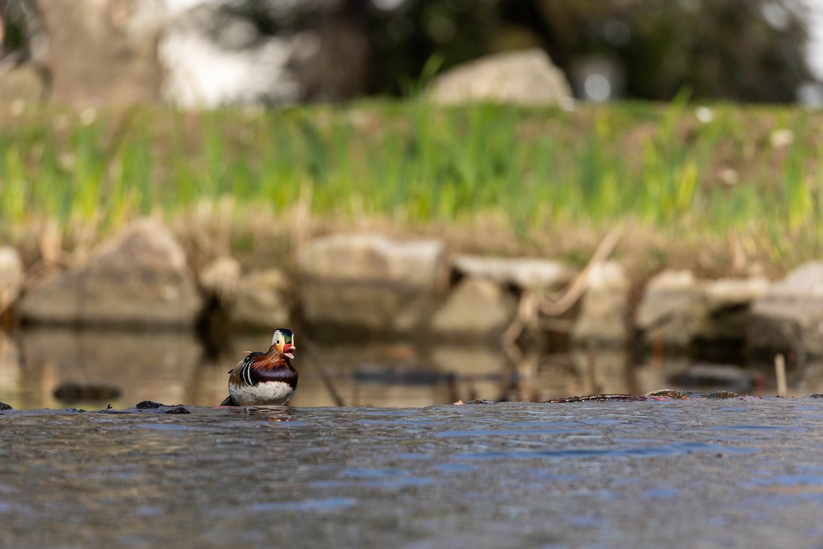 Mandarin Duck - ML614391815