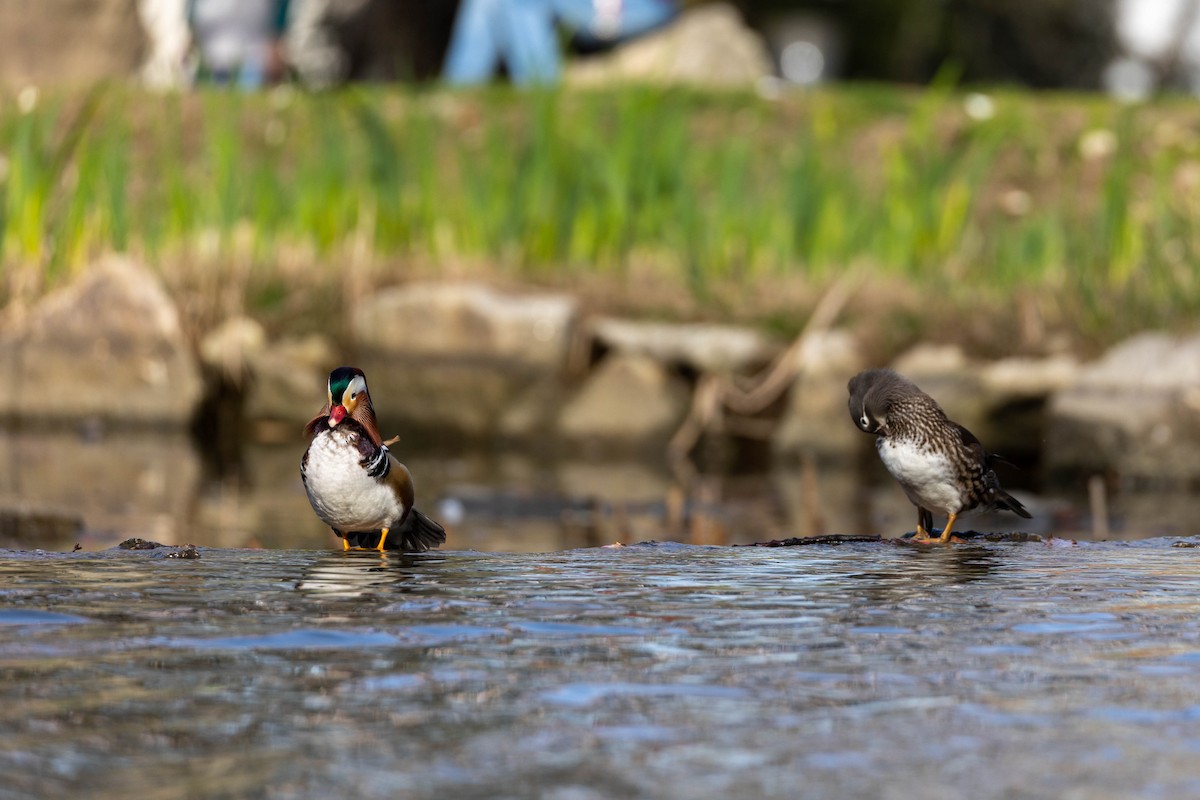 Mandarin Duck - Mário Trindade