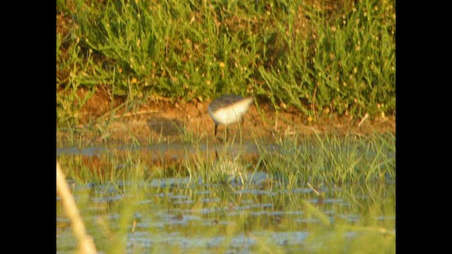 Little Stint - ML614391821