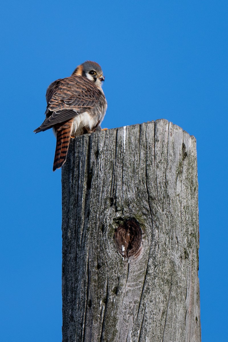 American Kestrel - ML614391857