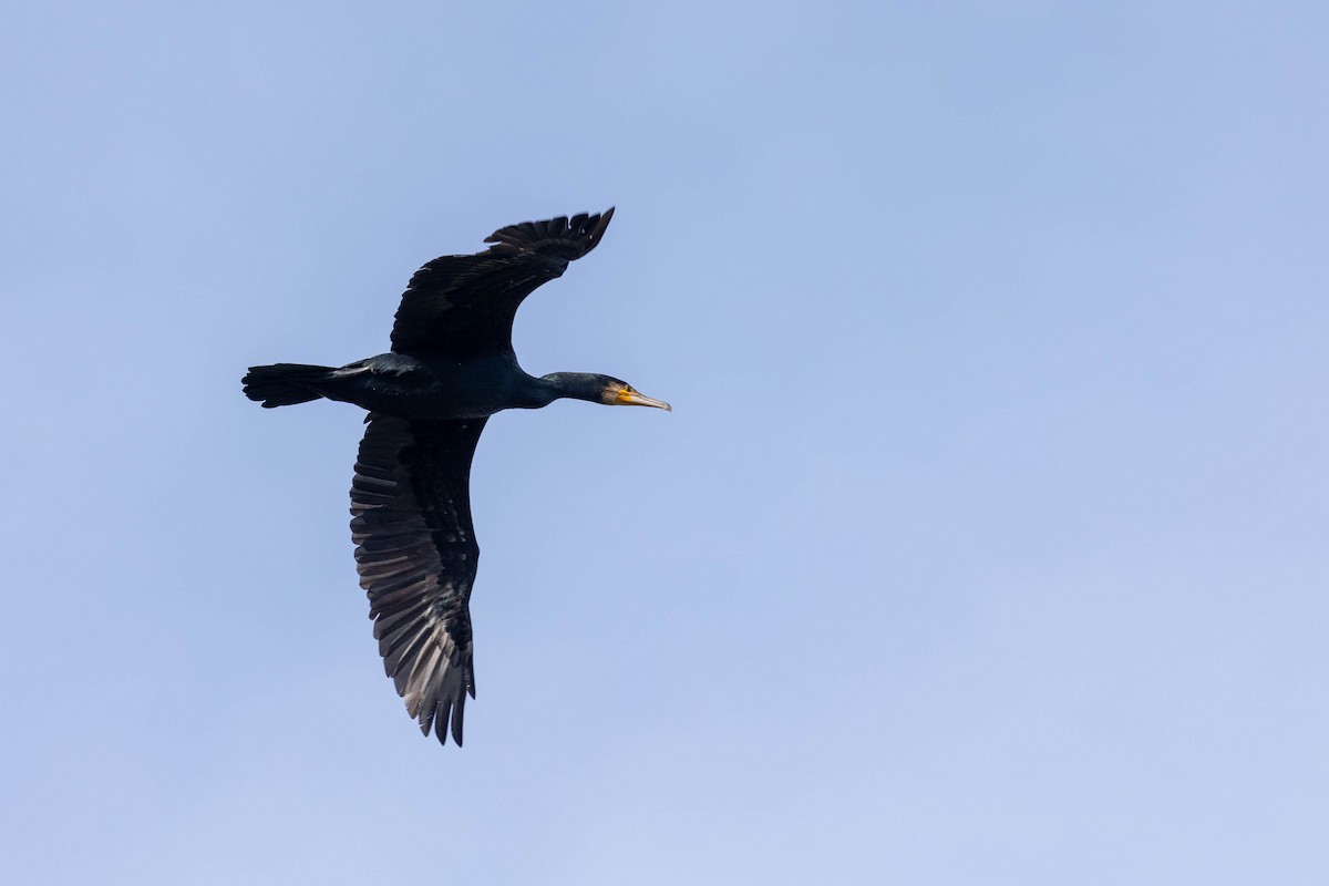 Great Cormorant - ML614391887