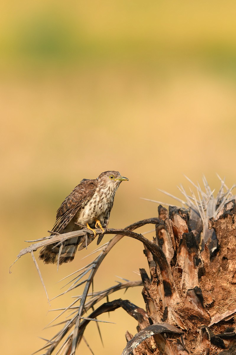 Common Hawk-Cuckoo - ML614391891