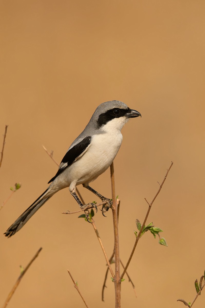 Long-tailed Shrike - ML614391896