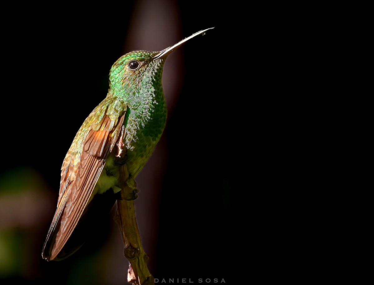 kolibřík mexický - ML614391903