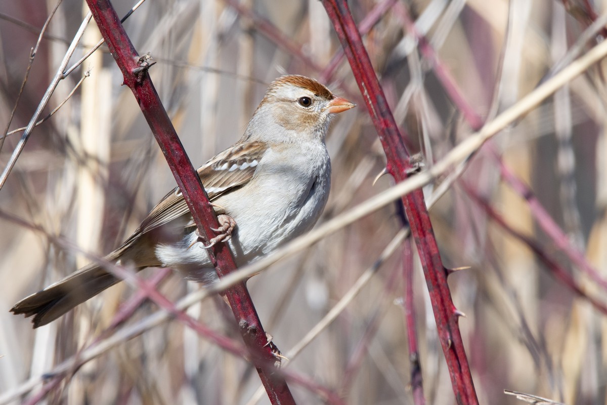 White-crowned Sparrow - Silas Powell