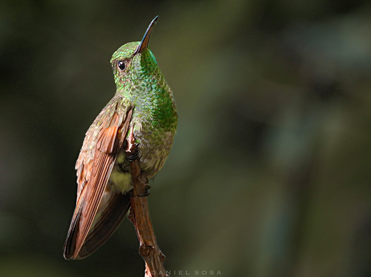 kolibřík mexický - ML614391909