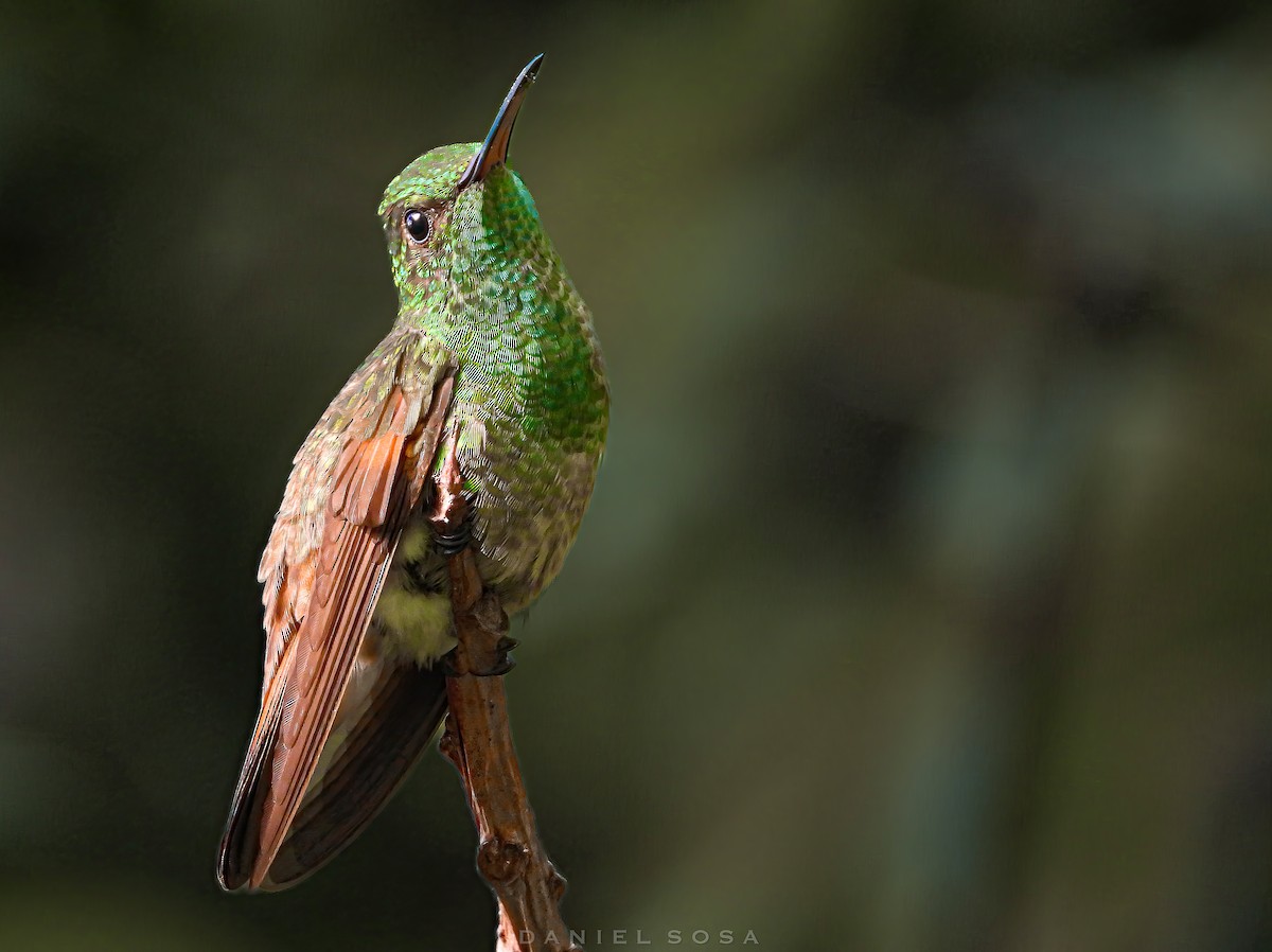 Berylline Hummingbird - ML614391909