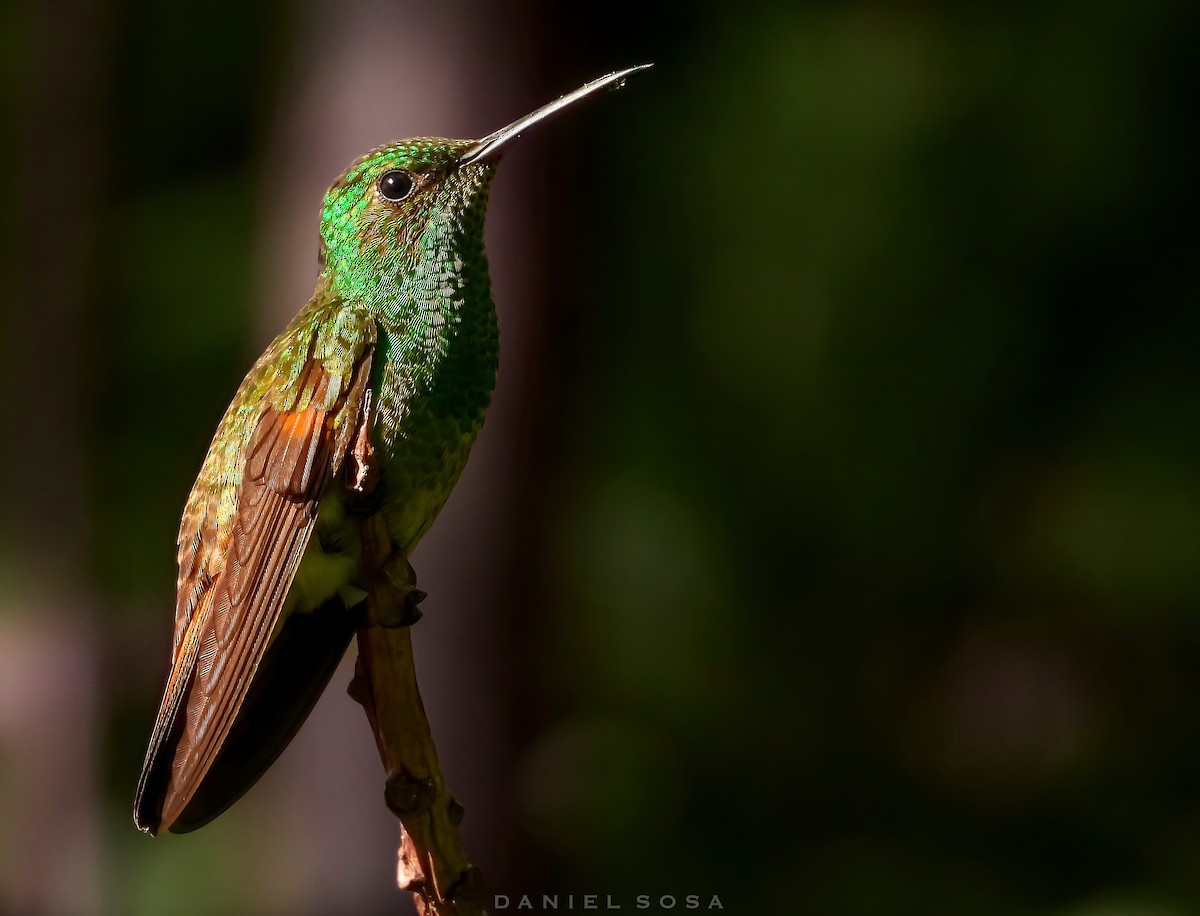 kolibřík mexický - ML614391910