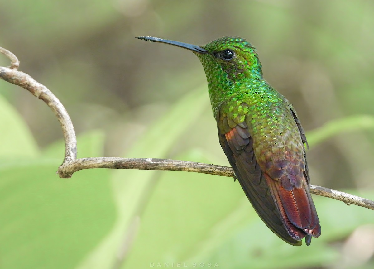 kolibřík mexický - ML614391911