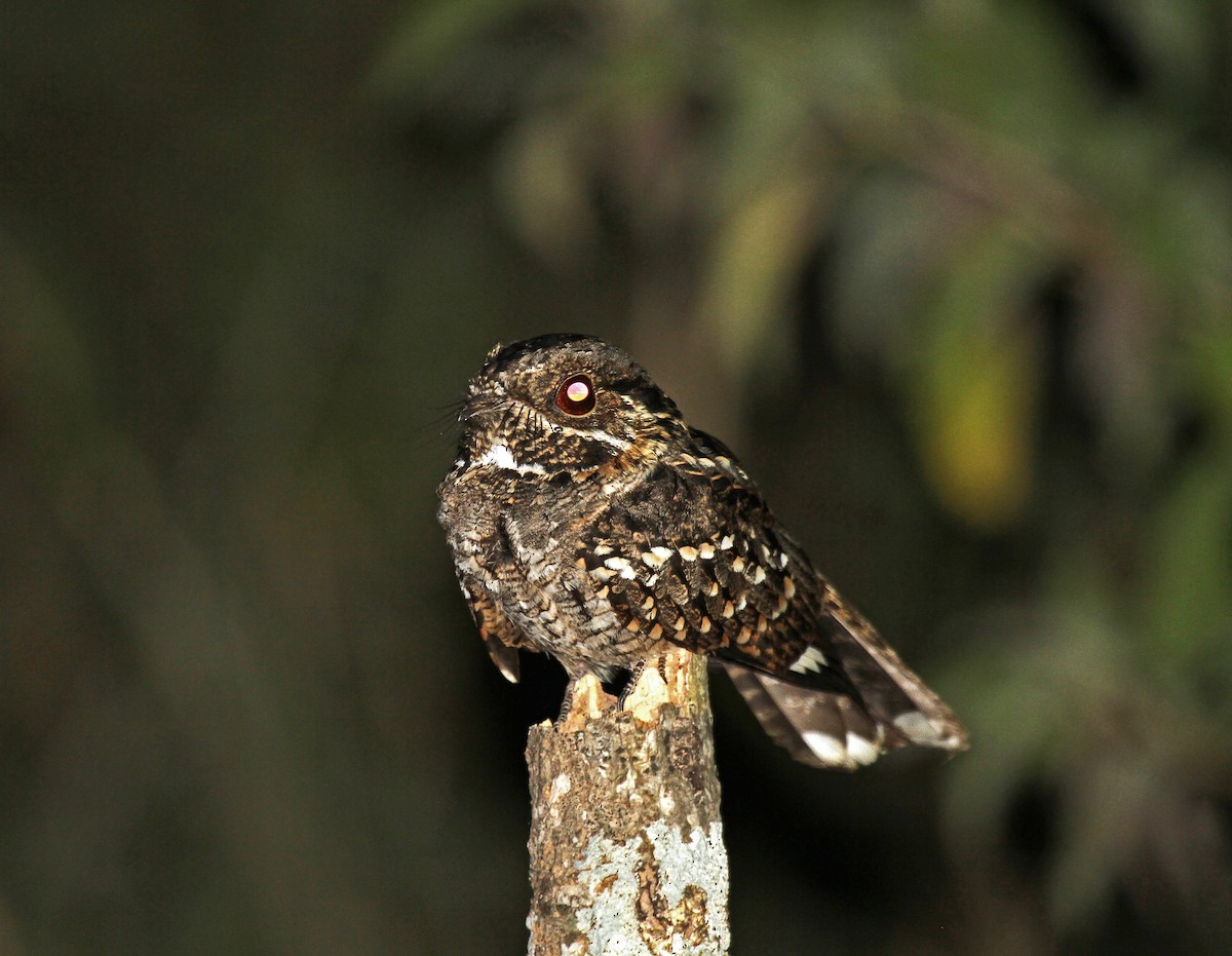 Little Nightjar - ML614391948