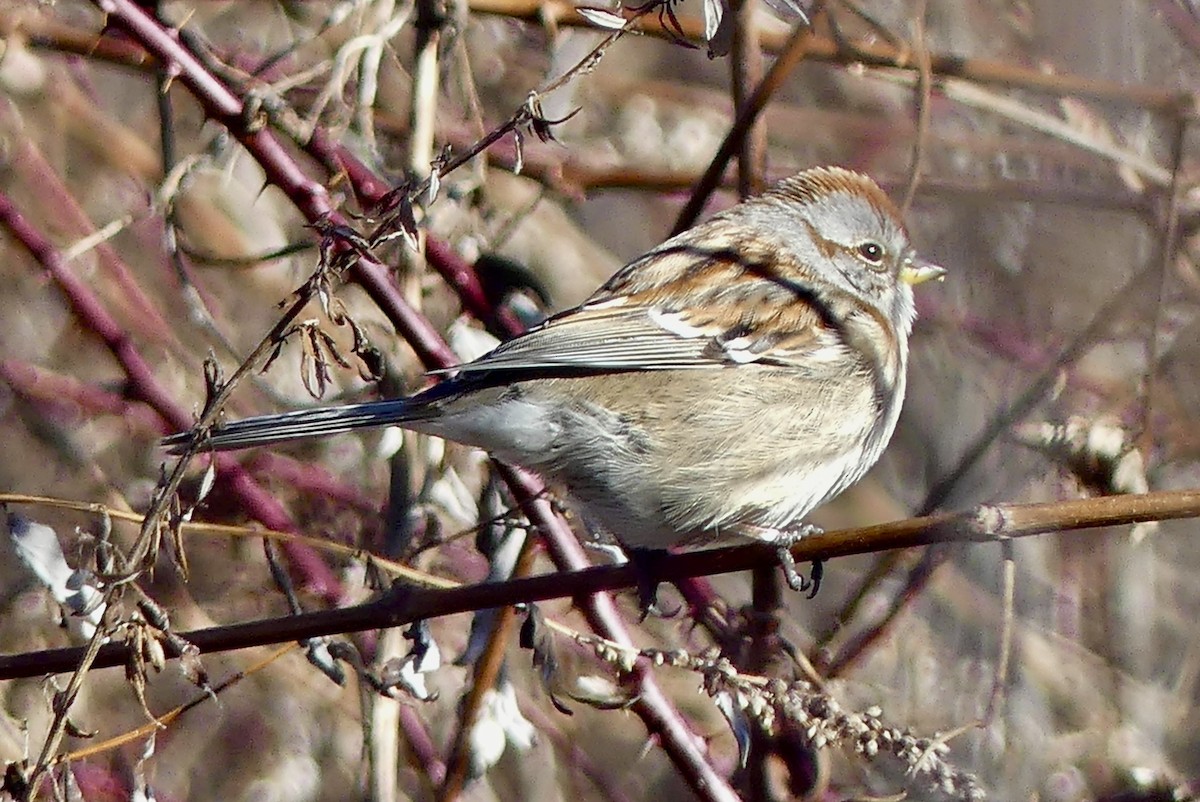 American Tree Sparrow - ML614391971