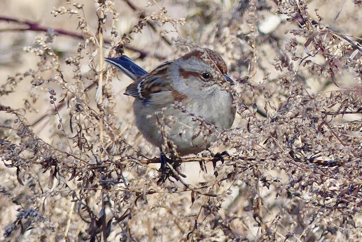 American Tree Sparrow - ML614391973