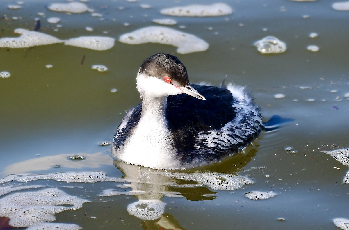 Horned Grebe - ML614392074