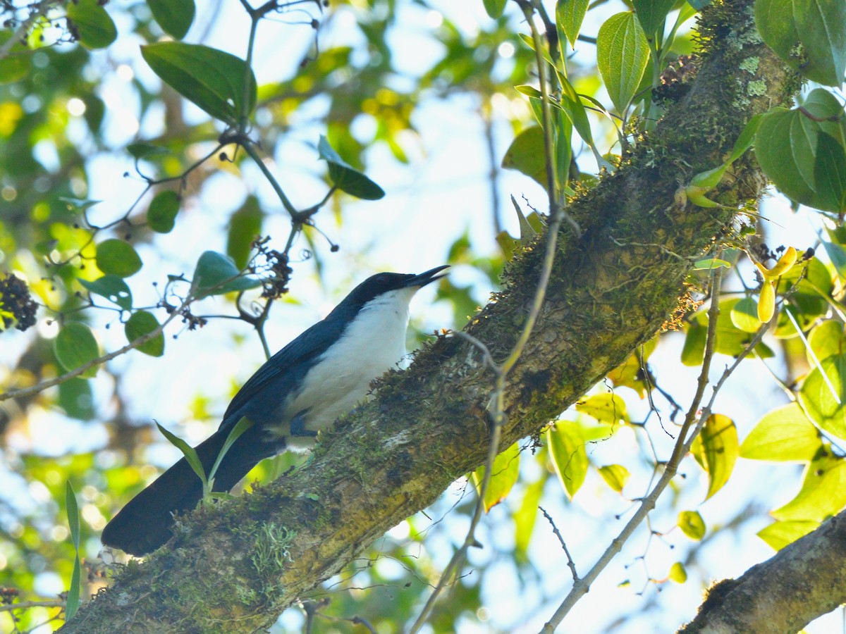 Blue-and-white Mockingbird - lucas valderas