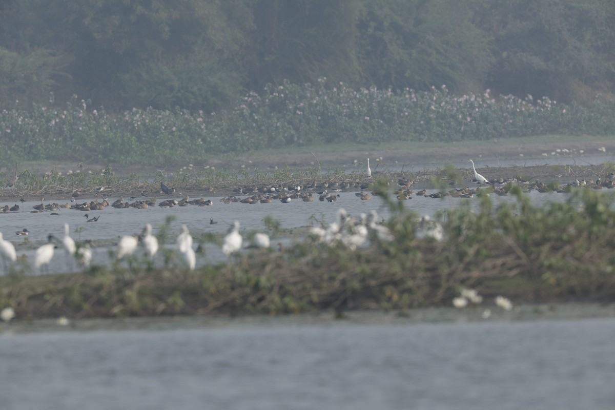 Eurasian Spoonbill - ML614392142