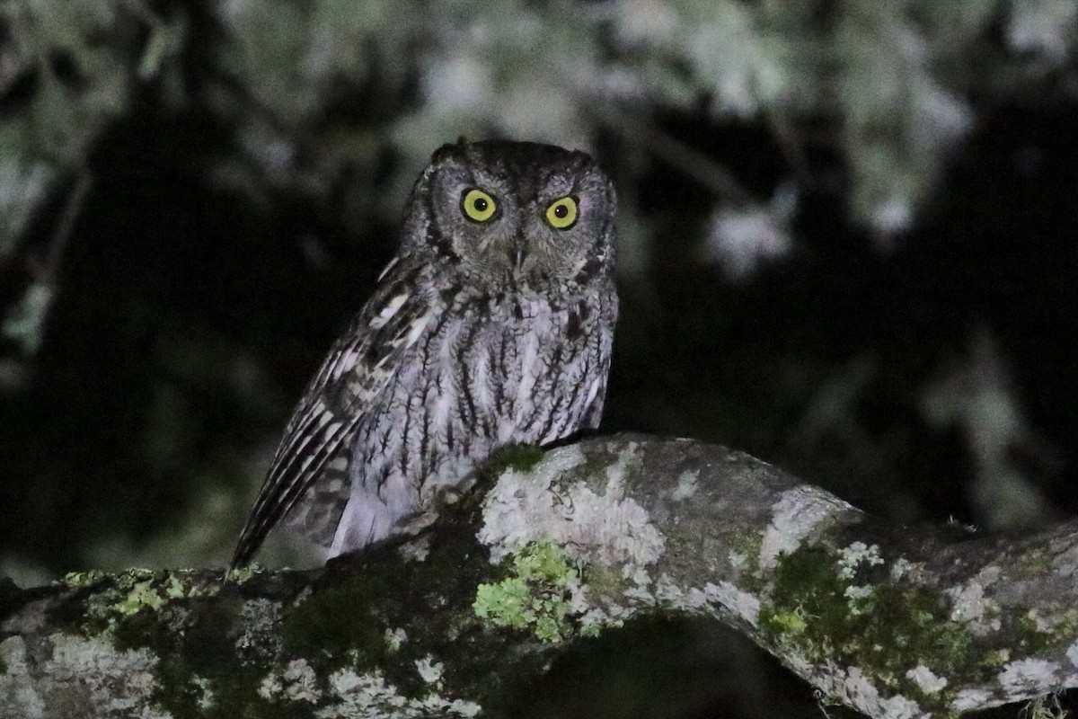 Western Screech-Owl - ML614392160