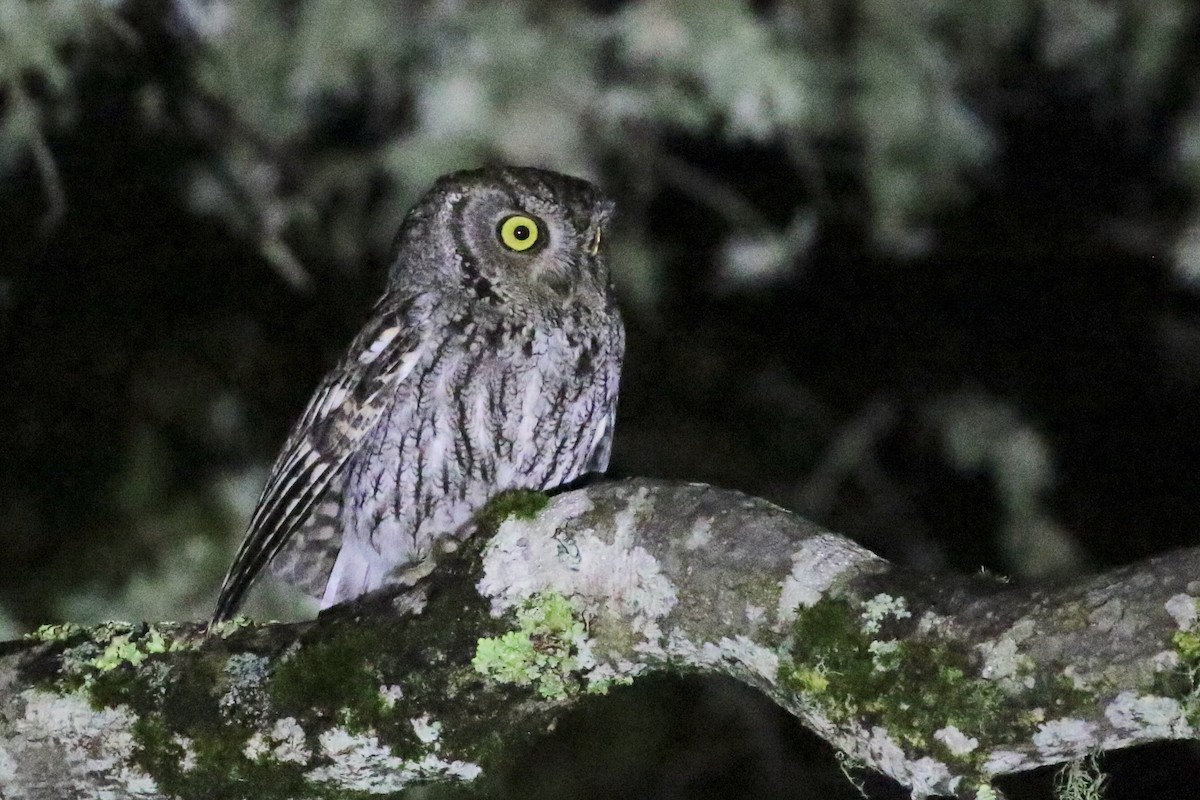 Western Screech-Owl - ML614392162