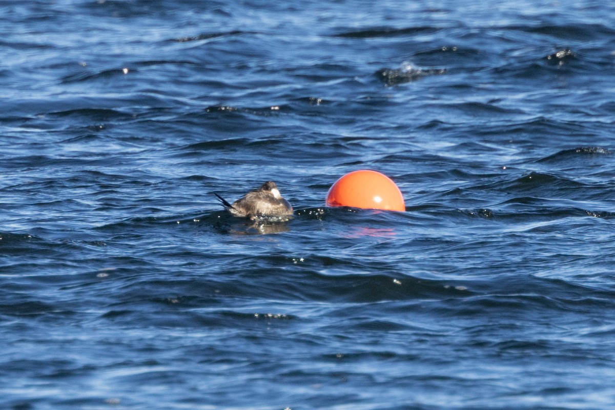 Ruddy Duck - ML614392213