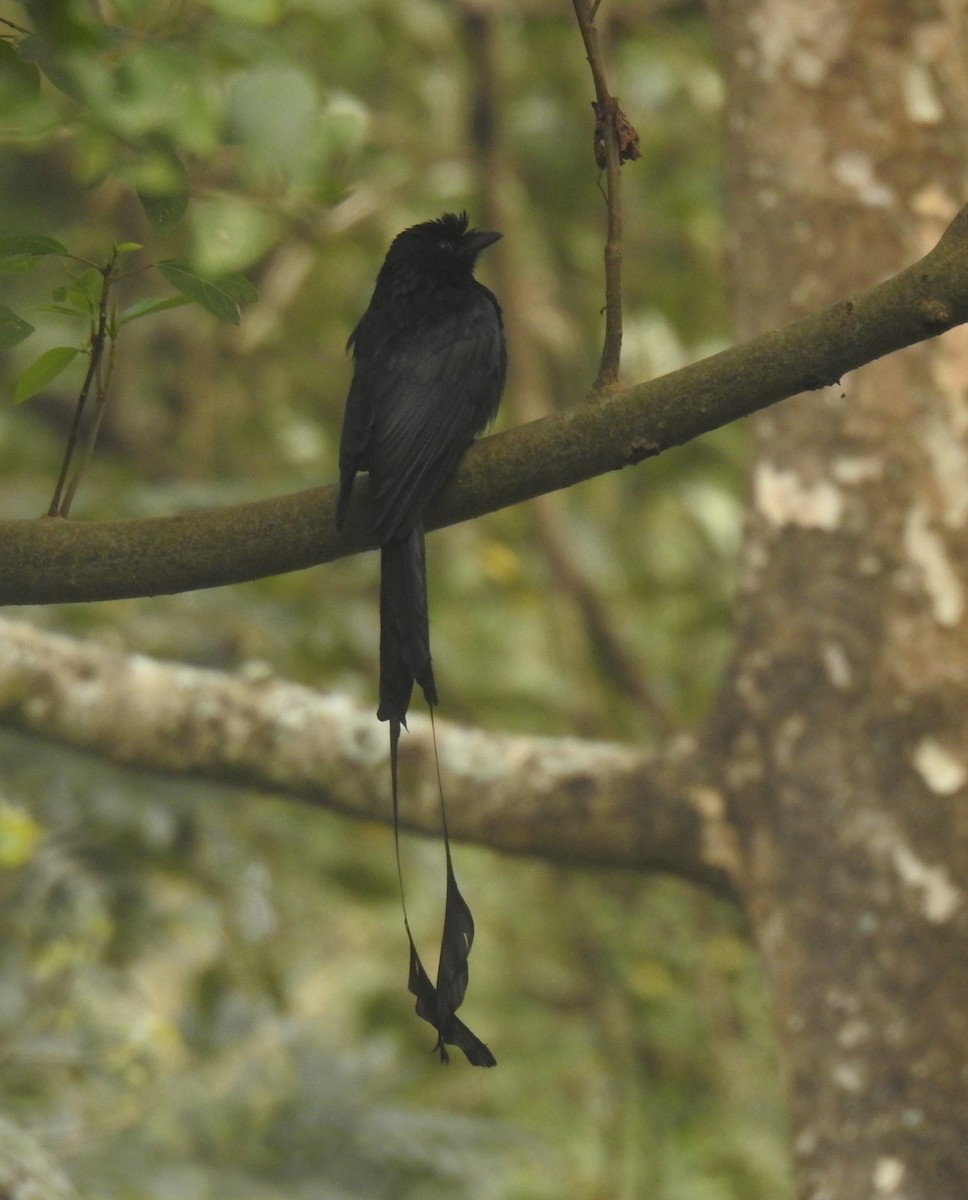 Greater Racket-tailed Drongo - ML614392231