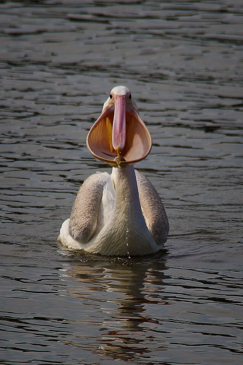 pelikán severoamerický - ML614392291