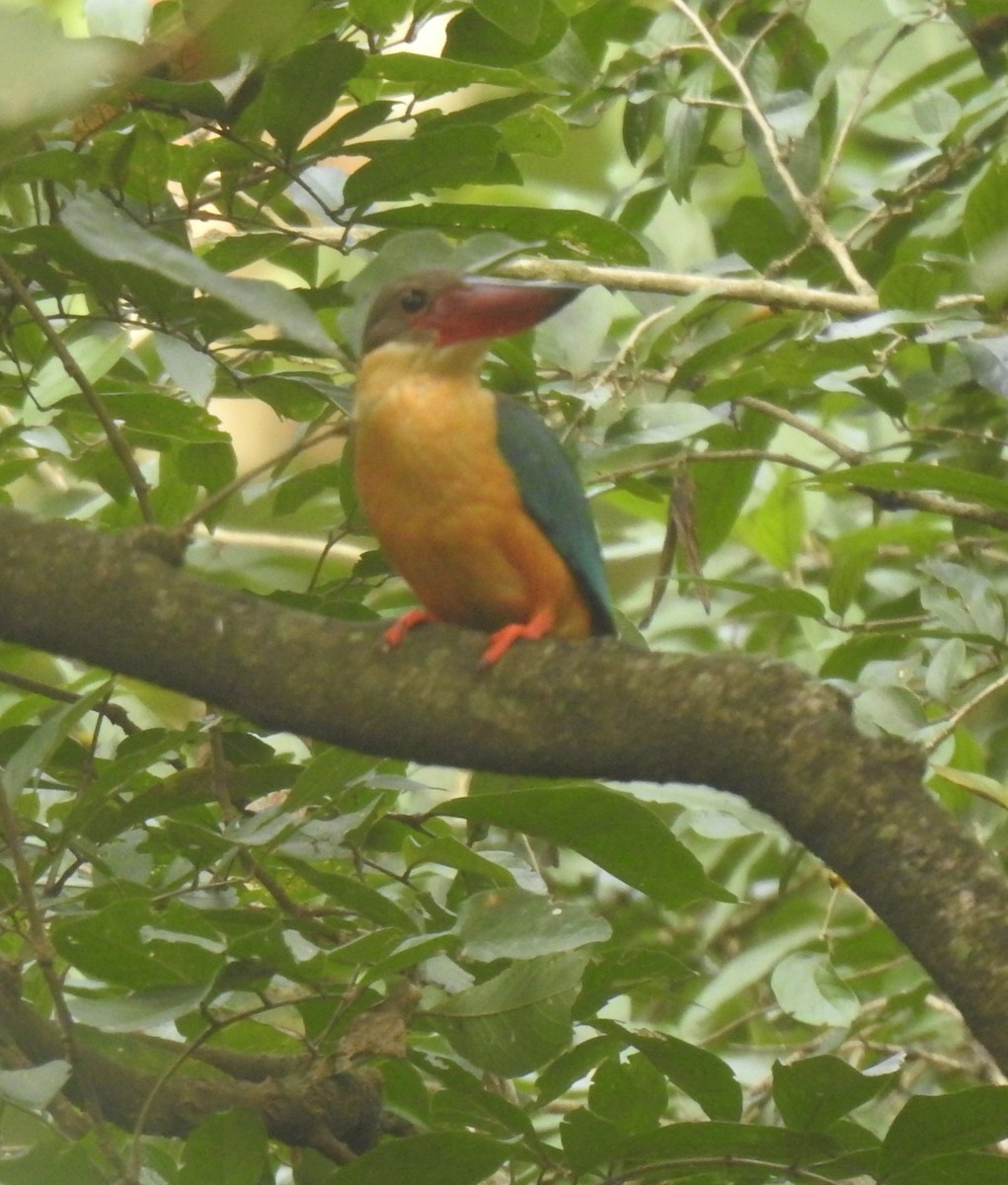 Stork-billed Kingfisher - ML614392309