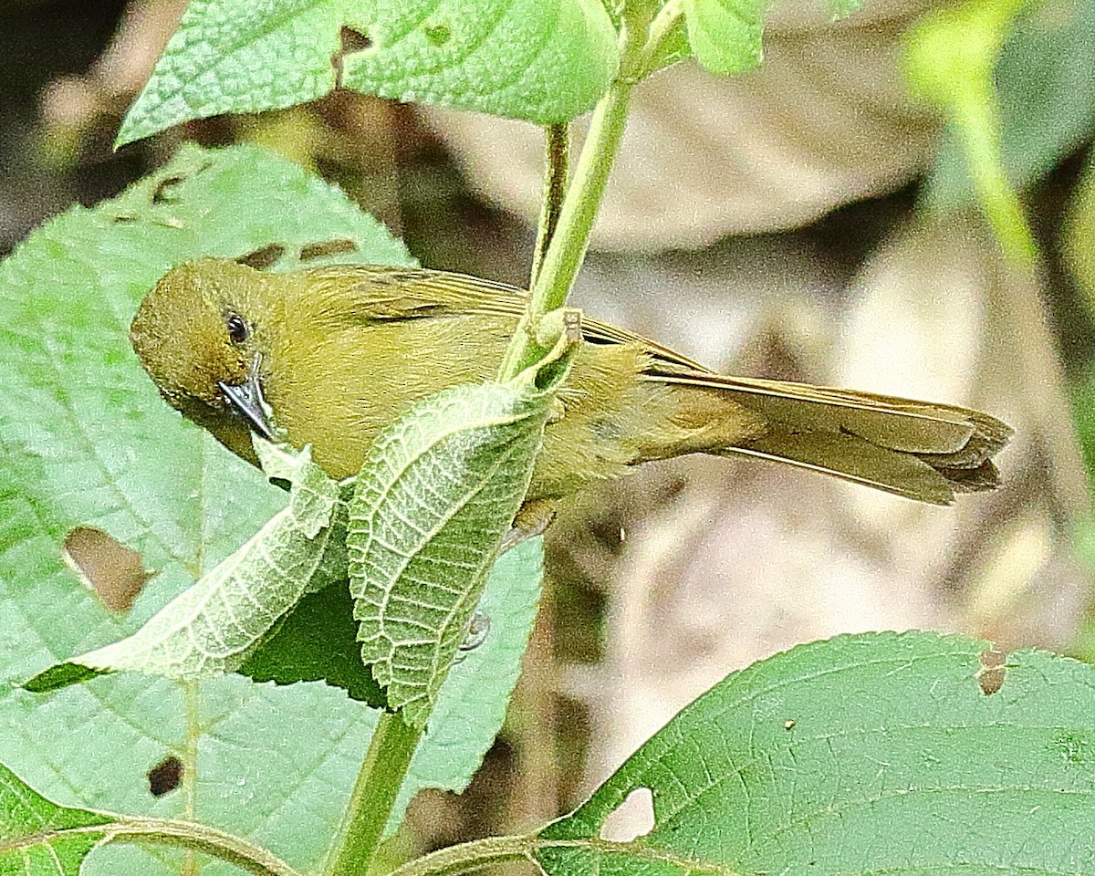 Oleaginous Hemispingus - Ryan Candee