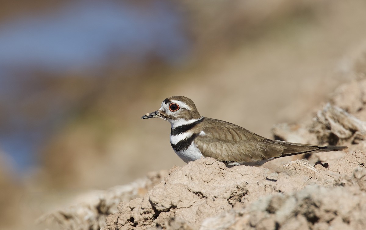 Killdeer - ML614392402