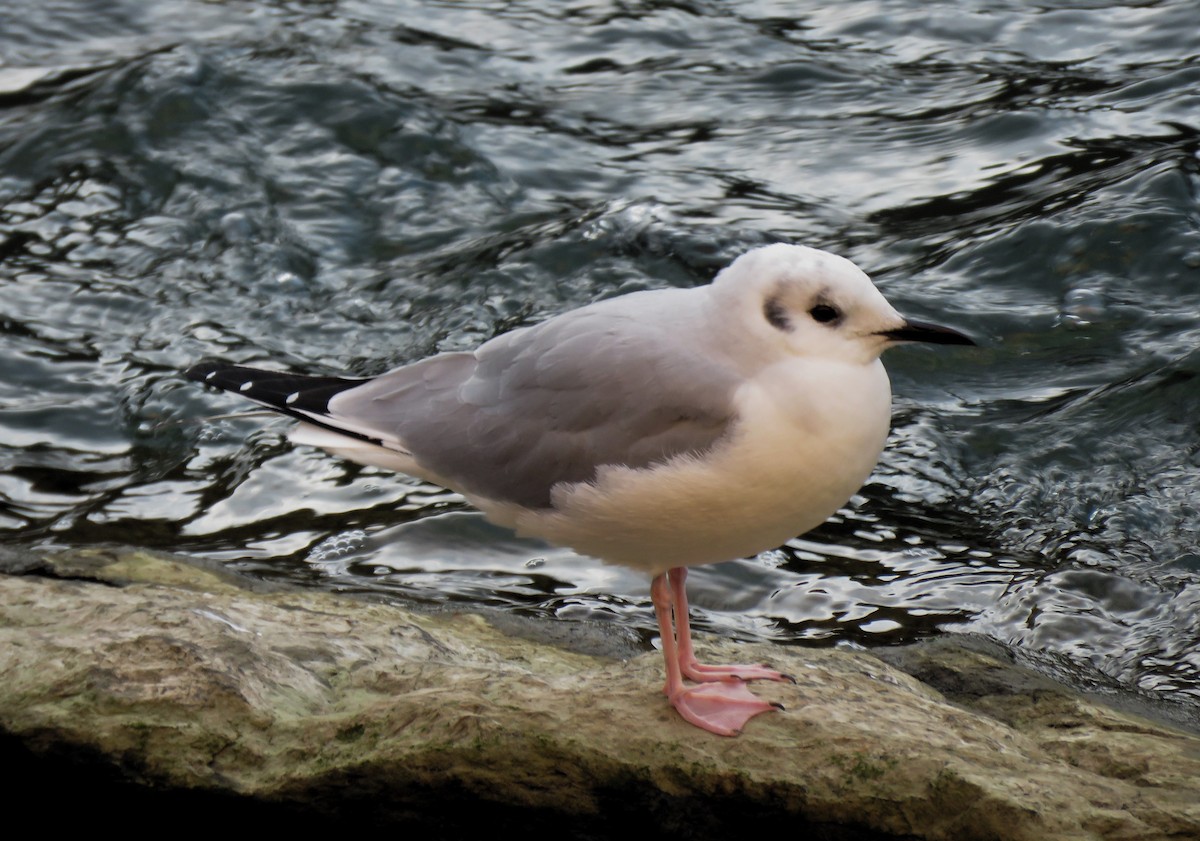 Gaviota de Bonaparte - ML614392414