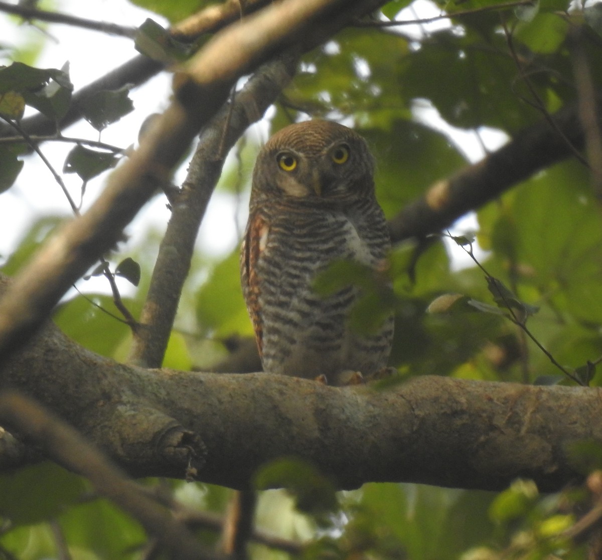 Jungle Owlet - ML614392522