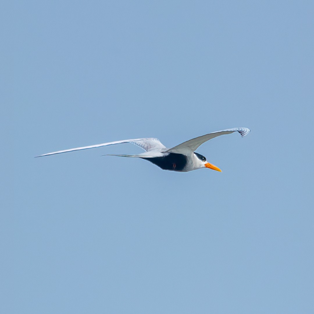 Black-bellied Tern - Sriram Reddy