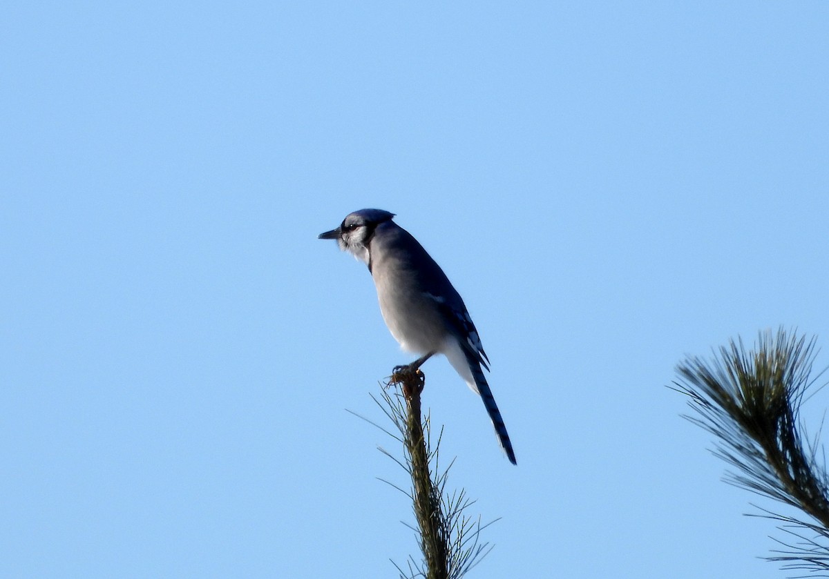 Blue Jay - ML614392549