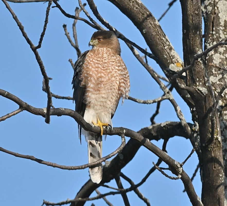 Cooper's Hawk - Regis Fortin