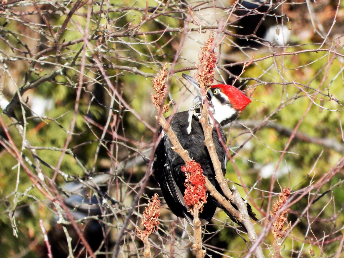 Pileated Woodpecker - ML614392575