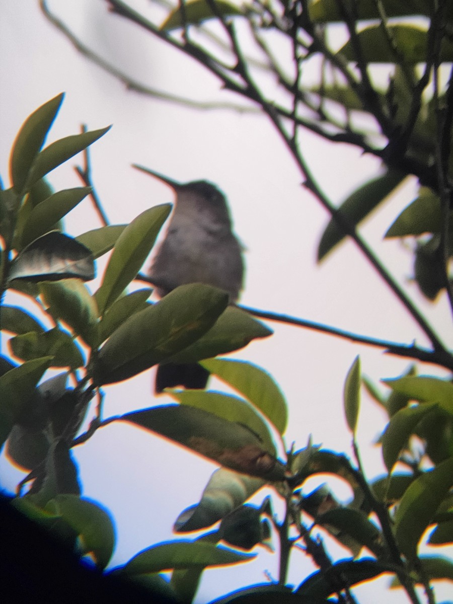 White-bellied Hummingbird - ML614392622