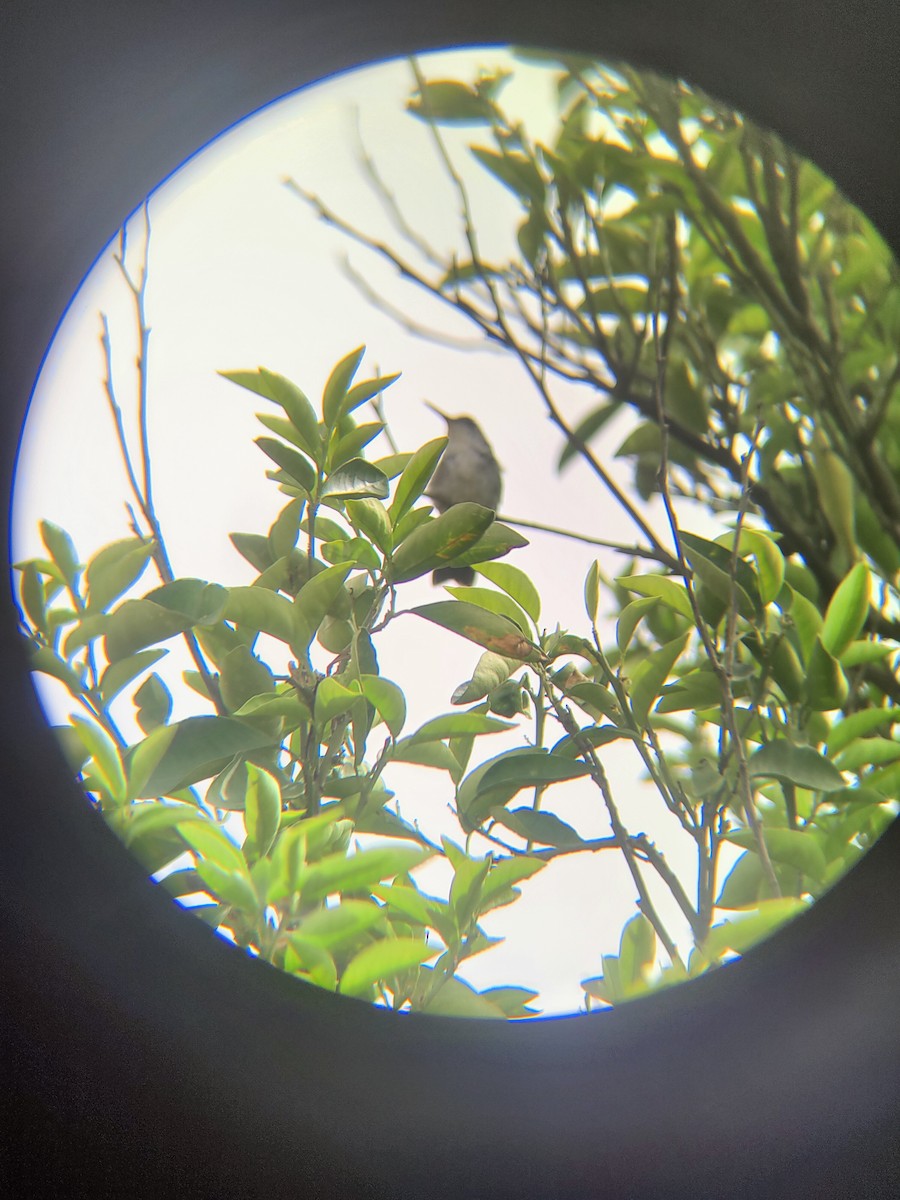 White-bellied Hummingbird - ML614392623
