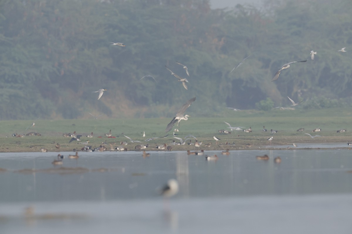 Eurasian Wigeon - ML614392642