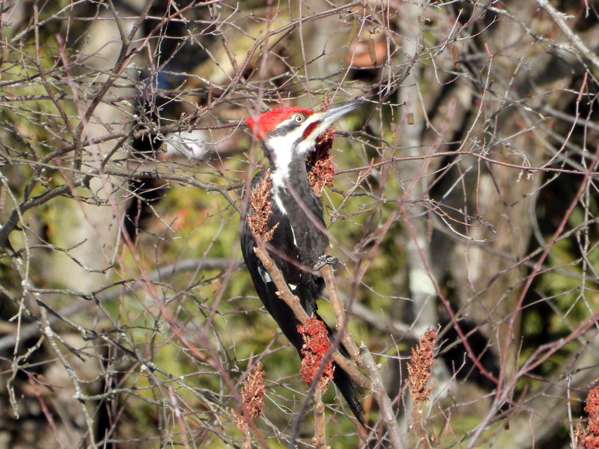 Pileated Woodpecker - ML614392691