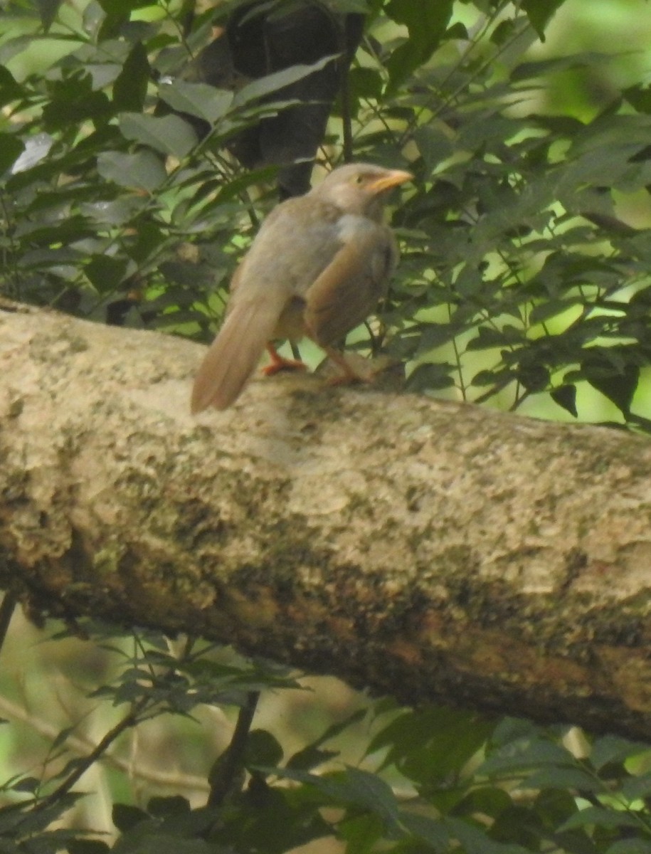 Jungle Babbler - ML614392773