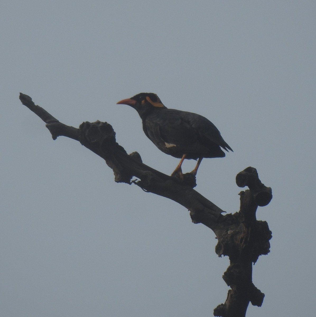 Southern Hill Myna - ML614392811