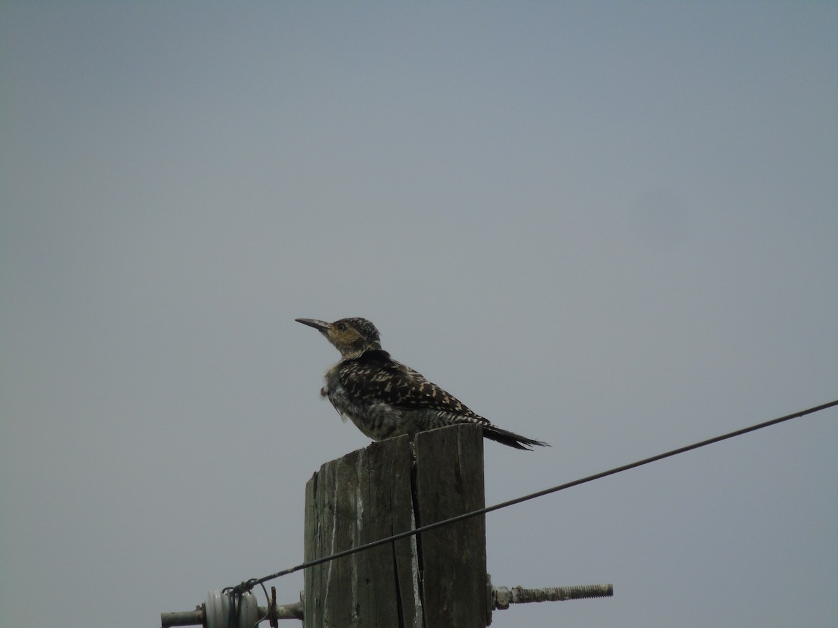 Chilean Flicker - ML614392816